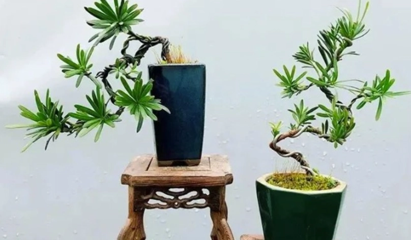 羅漢松種植禁忌 羅漢松種植禁忌