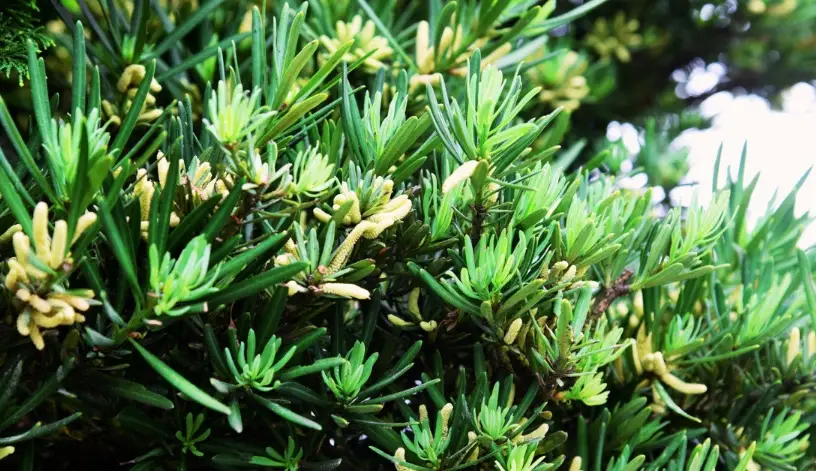 掌握羅漢松修剪技巧：打造健康美觀的庭園盆景