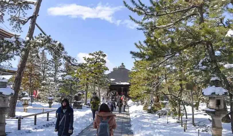天橋立餵海鷗 天橋立餵海鷗