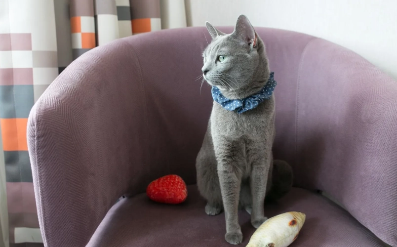 北投帶狗住宿 北投帶狗住宿