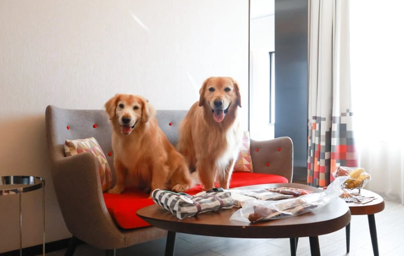 北投寵物友善飯店推薦與挑選全攻略