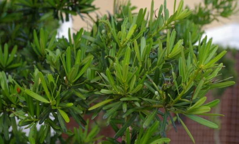 羅漢松風水禁忌