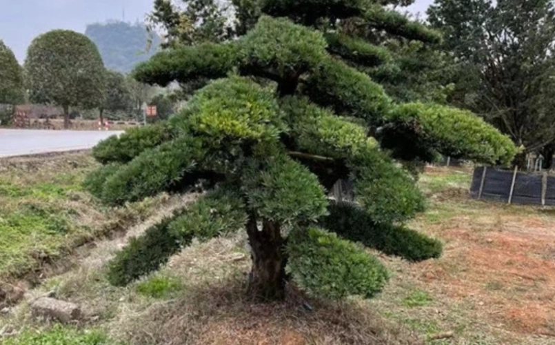 羅漢松造型技巧 羅漢松造型技巧