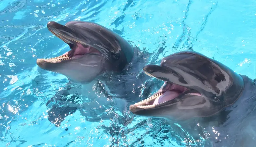 冒險大世界 門票 冒險大世界 門票