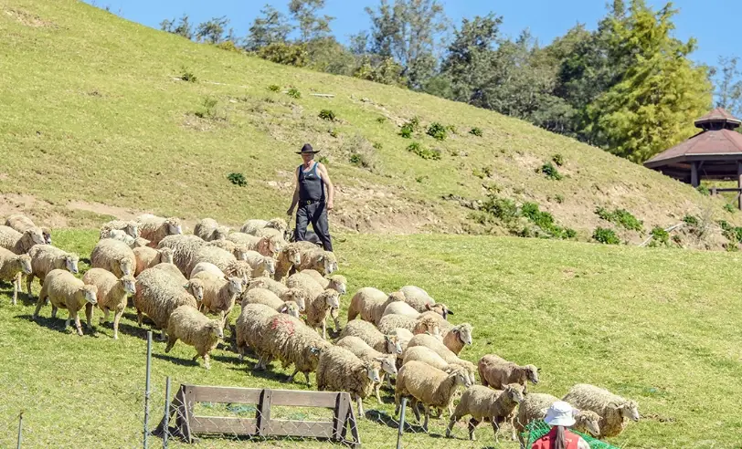 清境住宿推薦 清境住宿推薦