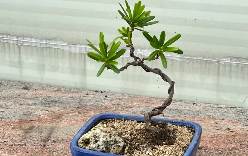 羅漢松照顧 羅漢松照顧