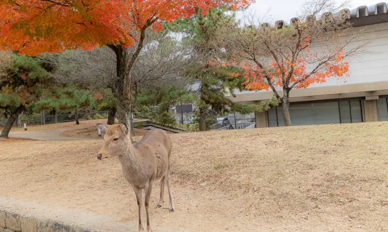 大阪京都奈良行程