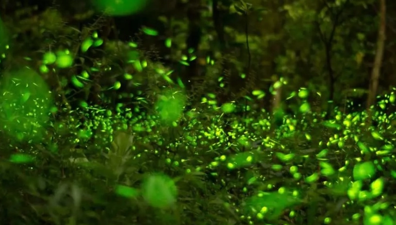 看螢火蟲的注意事項