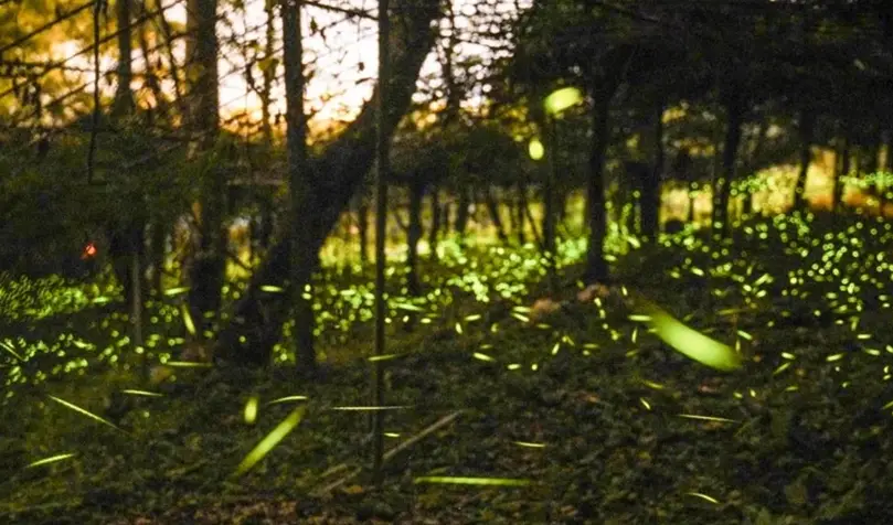 賞螢注意事項 賞螢注意事項