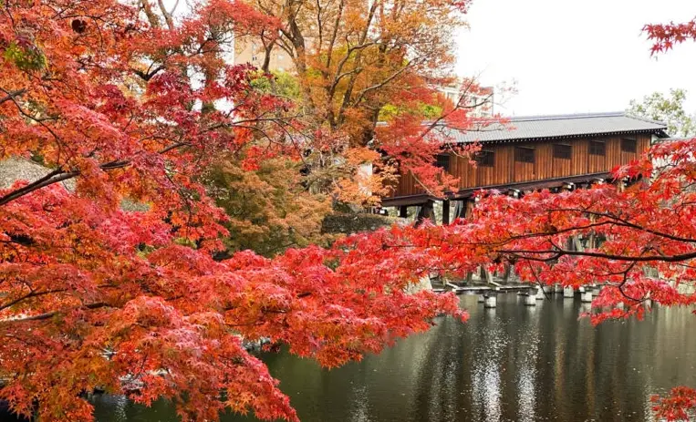 和歌山城秋季觀光 和歌山城秋季觀光