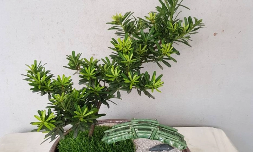 盆栽羅漢松澆水