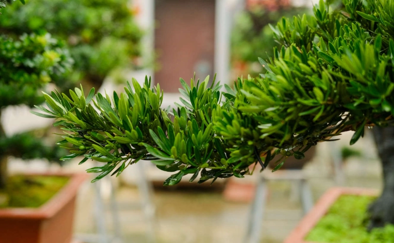 羅漢松澆水終極指南：不爛根、四季蔥鬱的澆水秘訣