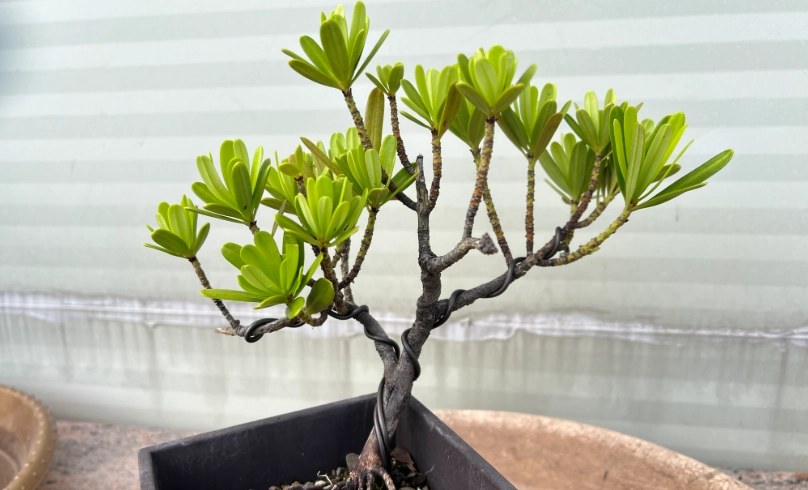 羅漢松換盆步驟 羅漢松換盆步驟