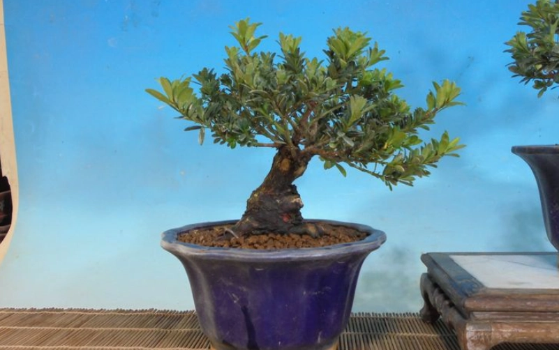 掌握最佳羅漢松換盆時間：關鍵時機與完整步驟解析