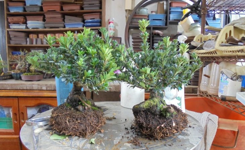 羅漢松換盆步驟 羅漢松換盆步驟