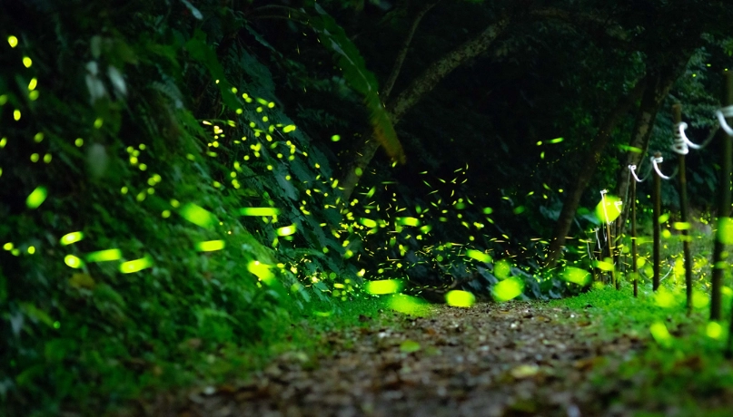 螢火蟲季節 螢火蟲季節