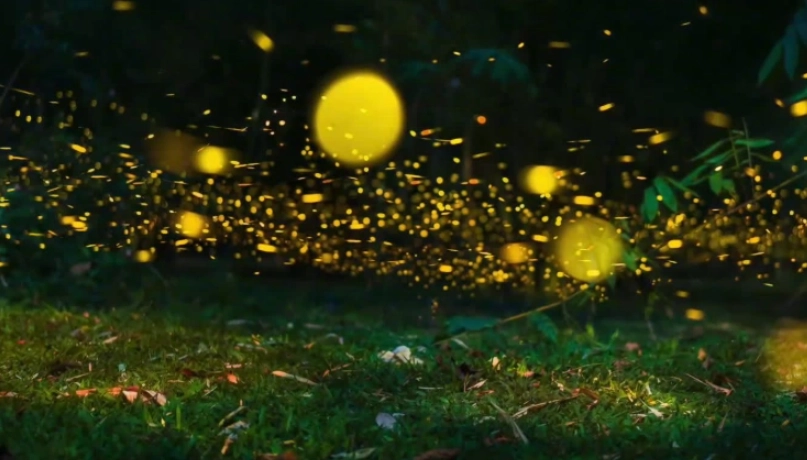 螢火蟲觀賞指南 螢火蟲觀賞指南