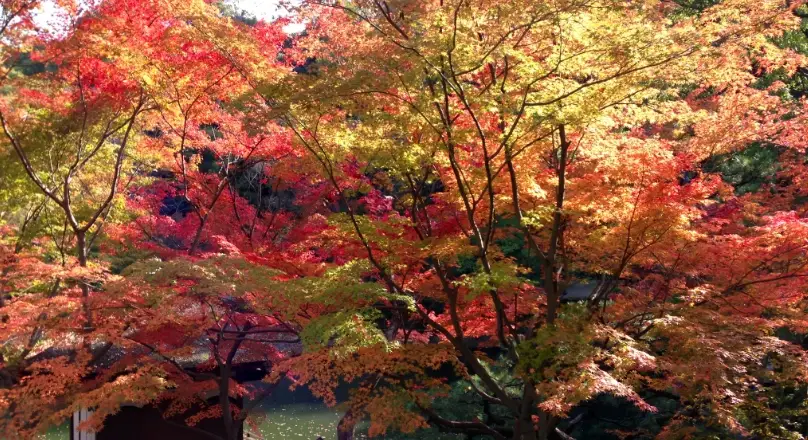 和歌山城紅葉完全攻略：賞楓時間、交通路線與必拍景點