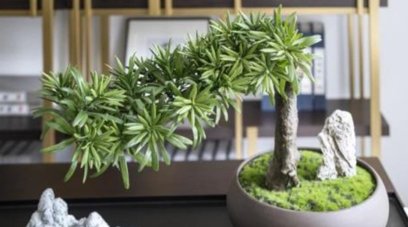 羅漢松多久澆一次水