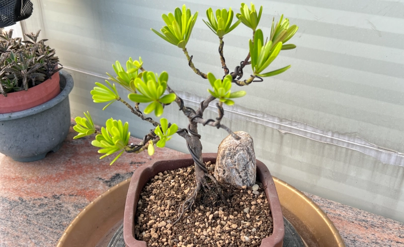 羅漢松照顧 羅漢松照顧