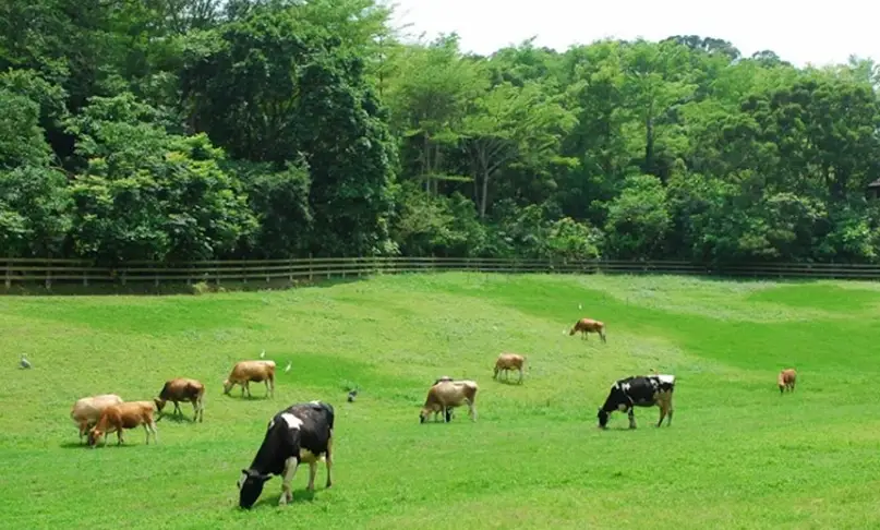 台北近郊農場 台北近郊農場