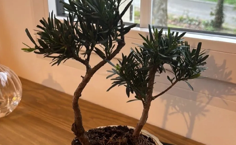 羅漢松照顧 羅漢松照顧