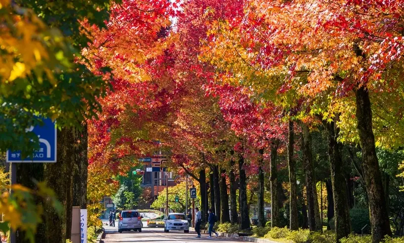 金澤賞楓全攻略：避開人潮的私房景點與完美行程規劃