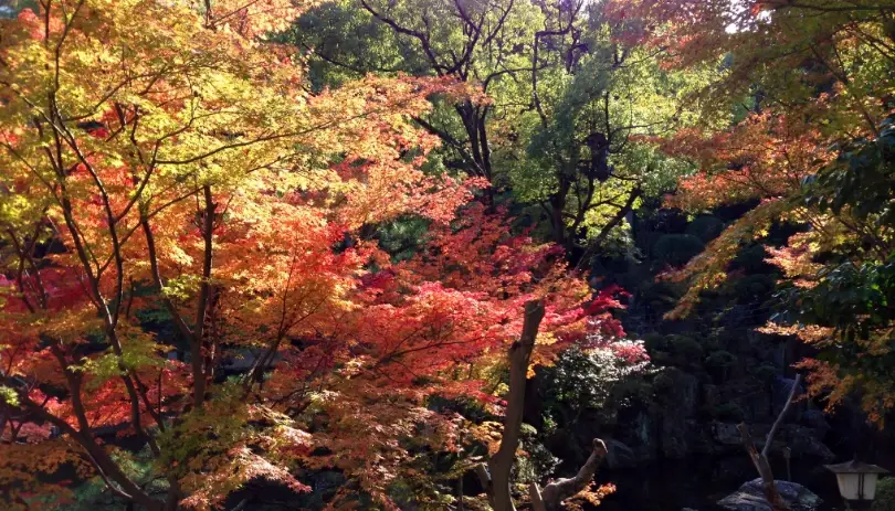 和歌山城秋季觀光 和歌山城秋季觀光