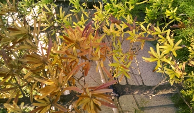 植物葉子變黃處理 植物葉子變黃處理