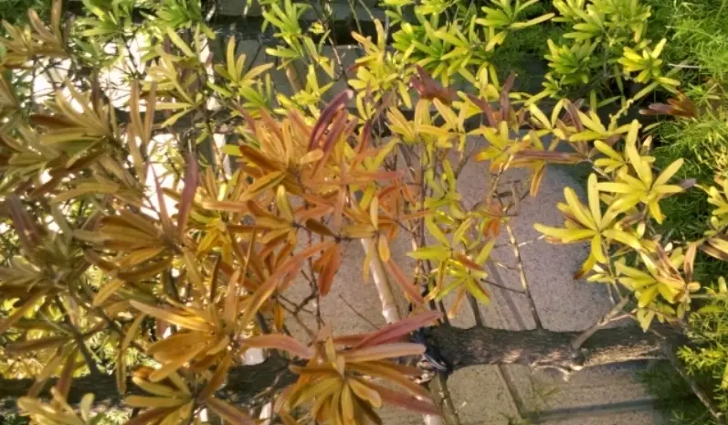 羅漢松照顧方法 羅漢松照顧方法