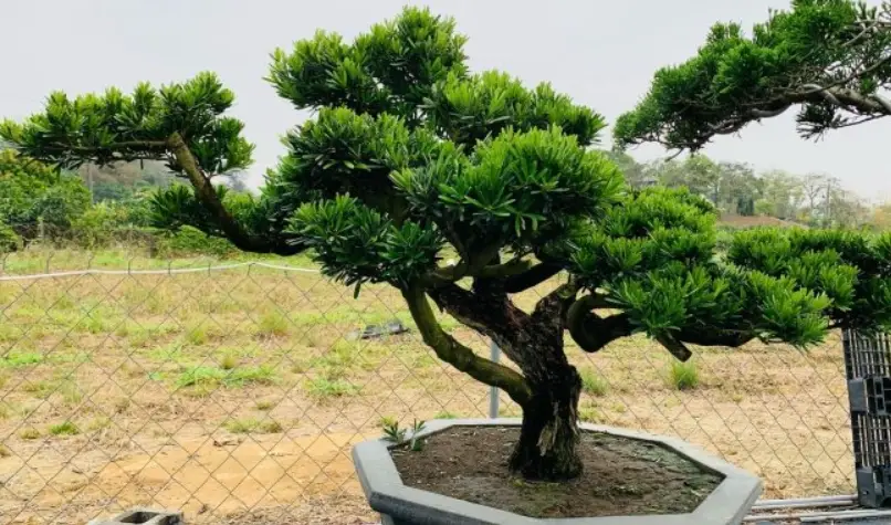 羅漢松盆栽技巧 羅漢松盆栽技巧