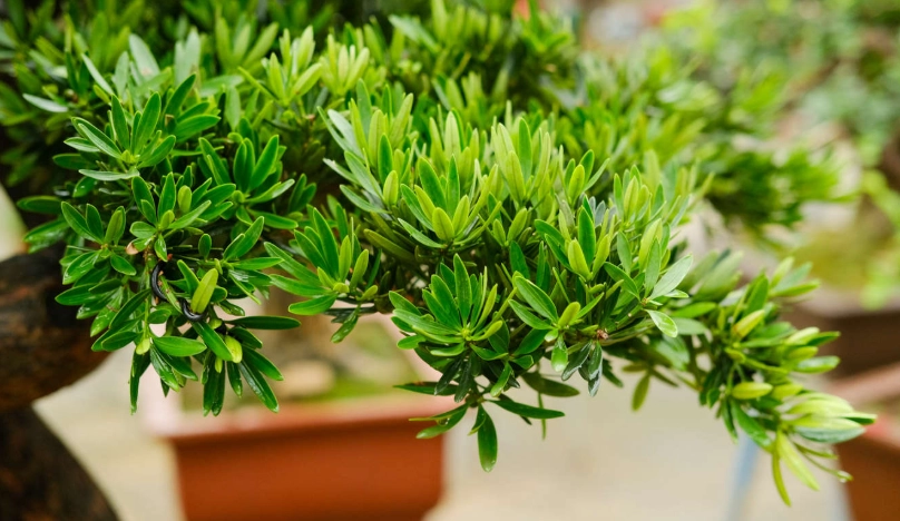 羅漢松修剪 羅漢松修剪