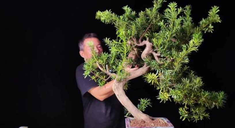 羅漢松矮化方法 羅漢松矮化方法