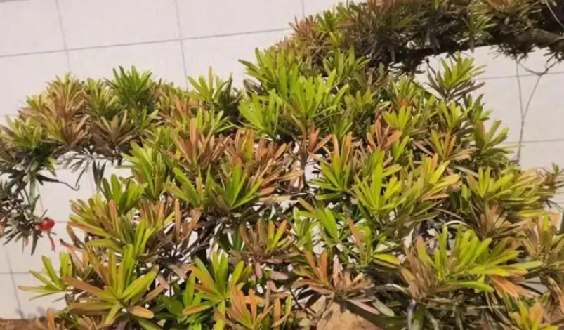 羅漢松葉子變黃怎麼辦？專家教你診斷與解決方法