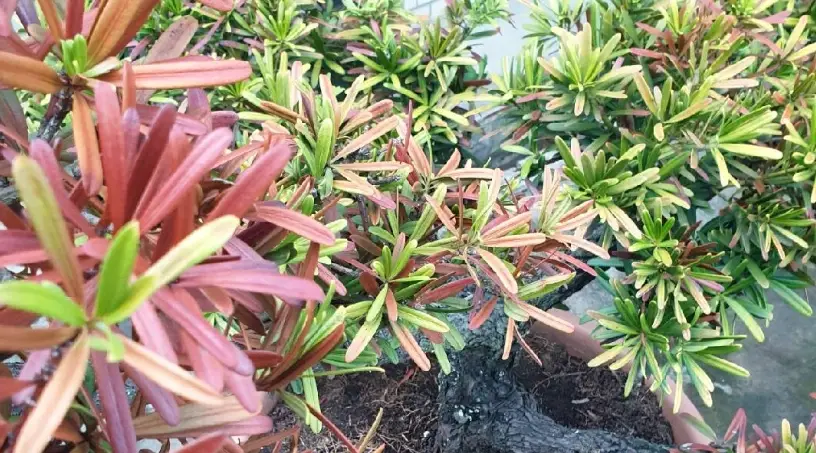 羅漢松救治方法