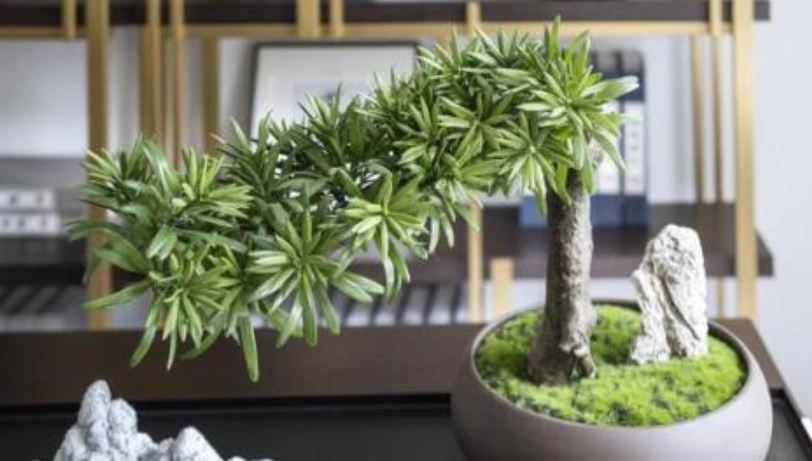 羅漢松盆栽技巧 羅漢松盆栽技巧