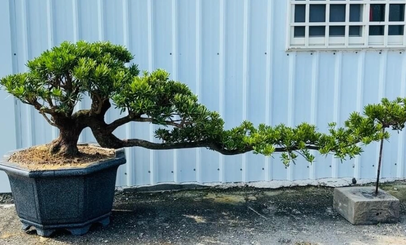 羅漢松好養嗎？十年養護經驗與完整指南分享