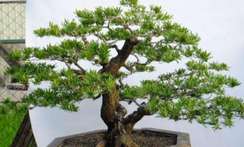 羅漢松護理 羅漢松護理