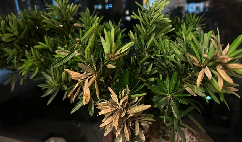 羅漢松救治方法