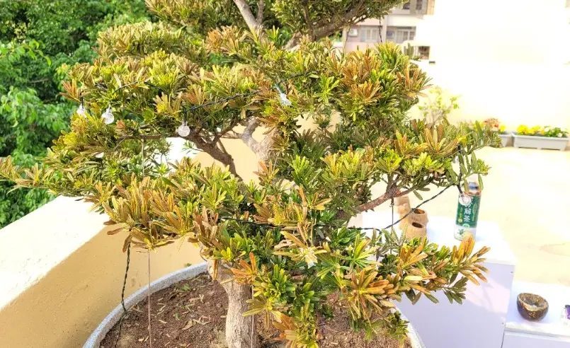 羅漢松枯黃原因