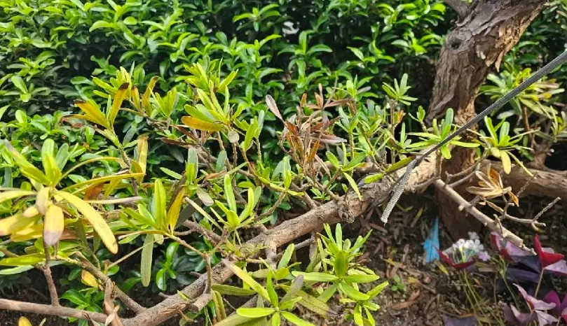 羅漢松葉子變黃原因 羅漢松葉子變黃原因