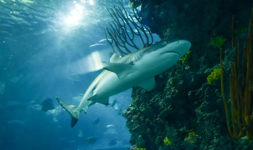 屏東海生館行程規劃終極指南：避開人潮、必看展區與親子攻略