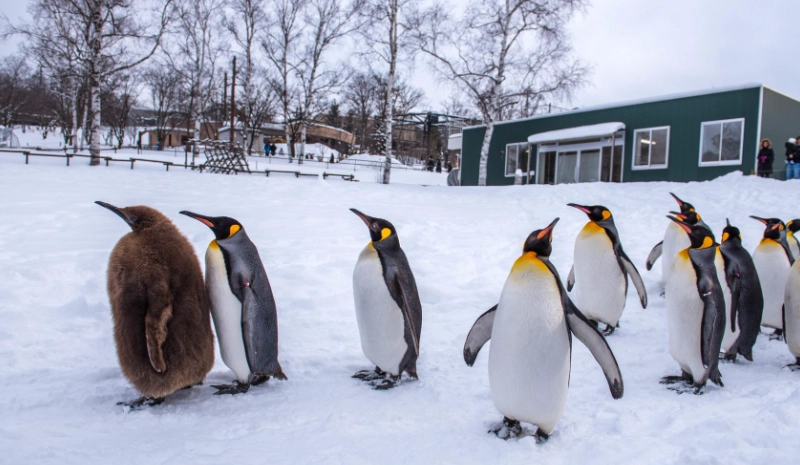 北海道冬季行程 北海道冬季行程