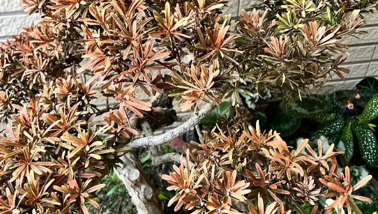 羅漢松葉子變黃 羅漢松葉子變黃