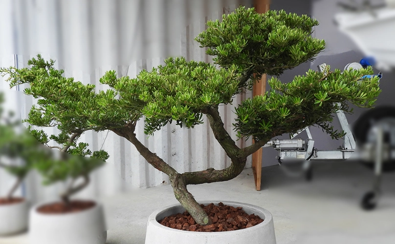 羅漢松修剪技巧 羅漢松修剪技巧