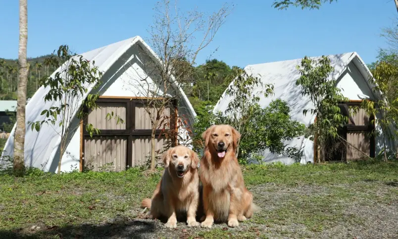 寵物友善露營 寵物友善露營