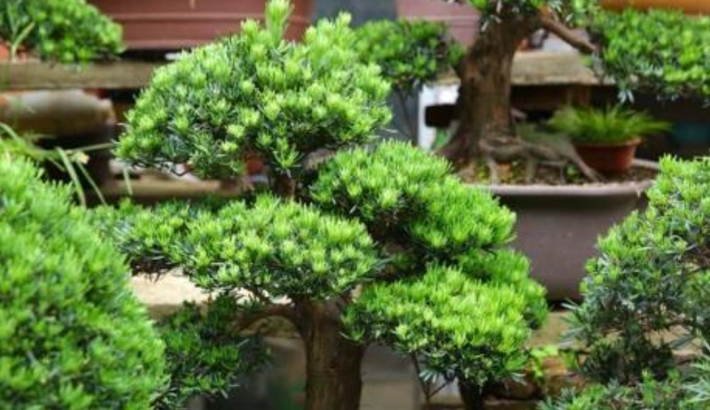 羅漢松養護 羅漢松養護