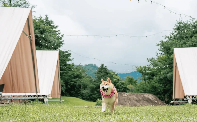 南部寵物友善懶人露營推薦：免裝備帶毛孩輕鬆入住5大營區