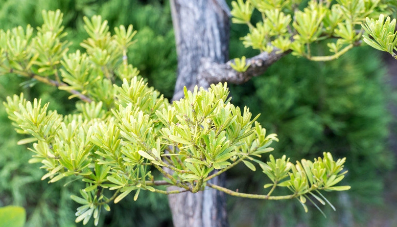 羅漢松種植 羅漢松種植