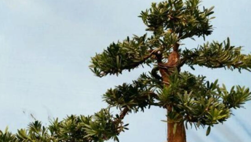 羅漢松養護 羅漢松養護